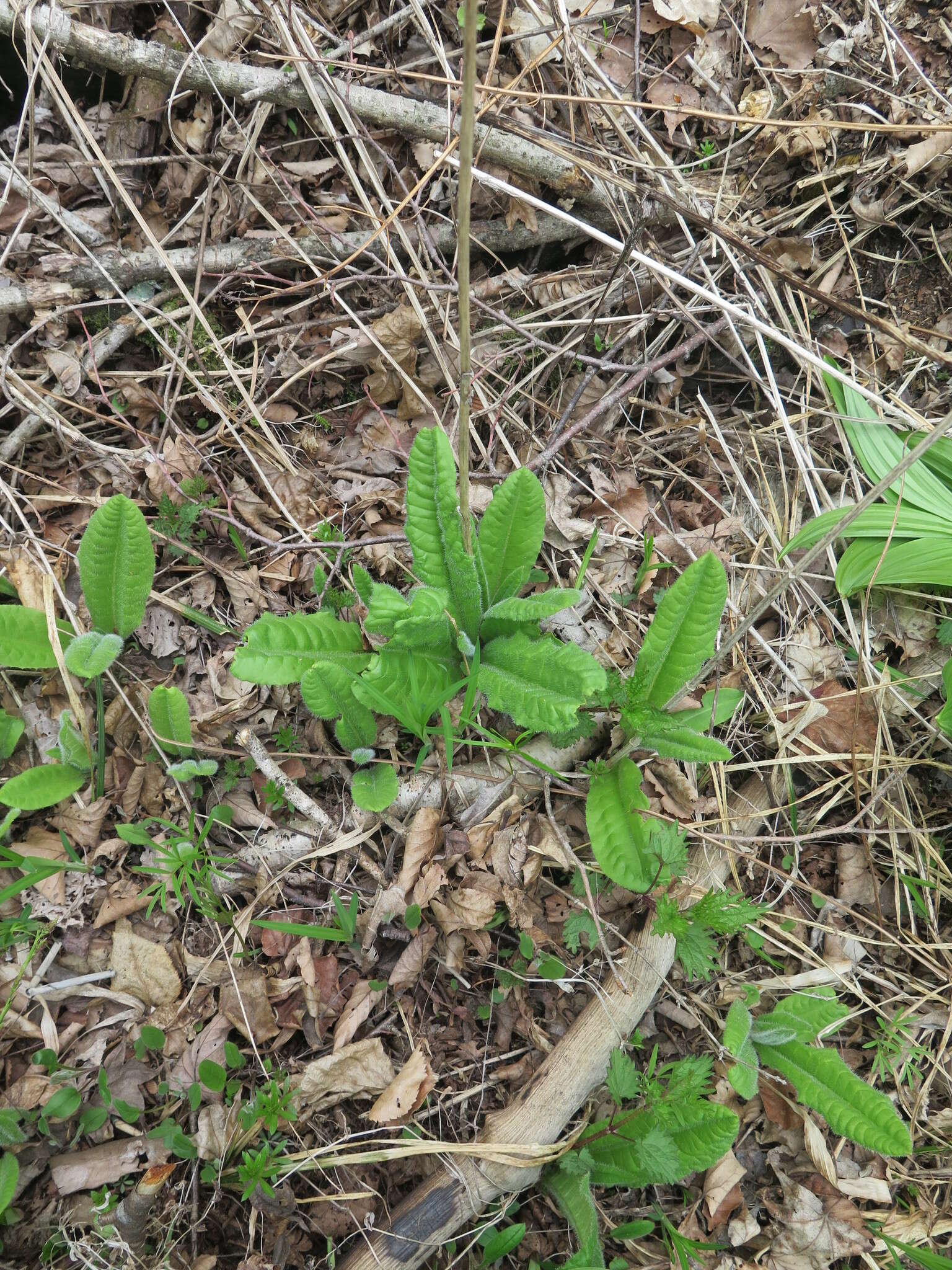 Image of Saussurea umbrosa Kom.