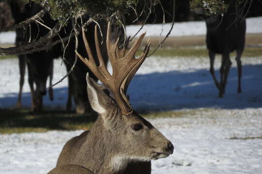 Image of Odocoileus hemionus hemionus (Rafinesque 1817)