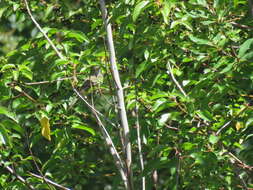 Image of White-crested Elaenia