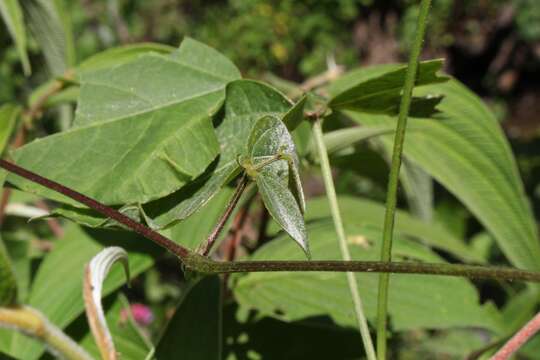 صورة <i>Phaseolus costaricensis</i>