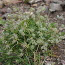 Image of Aulacospermum simplex Rupr.