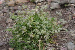 Aulacospermum simplex Rupr. resmi