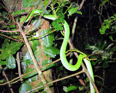 Image of Coffee Palm Viper