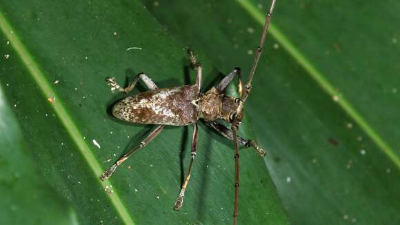 Image of Acalolepta rusticatrix (Fabricius 1801)