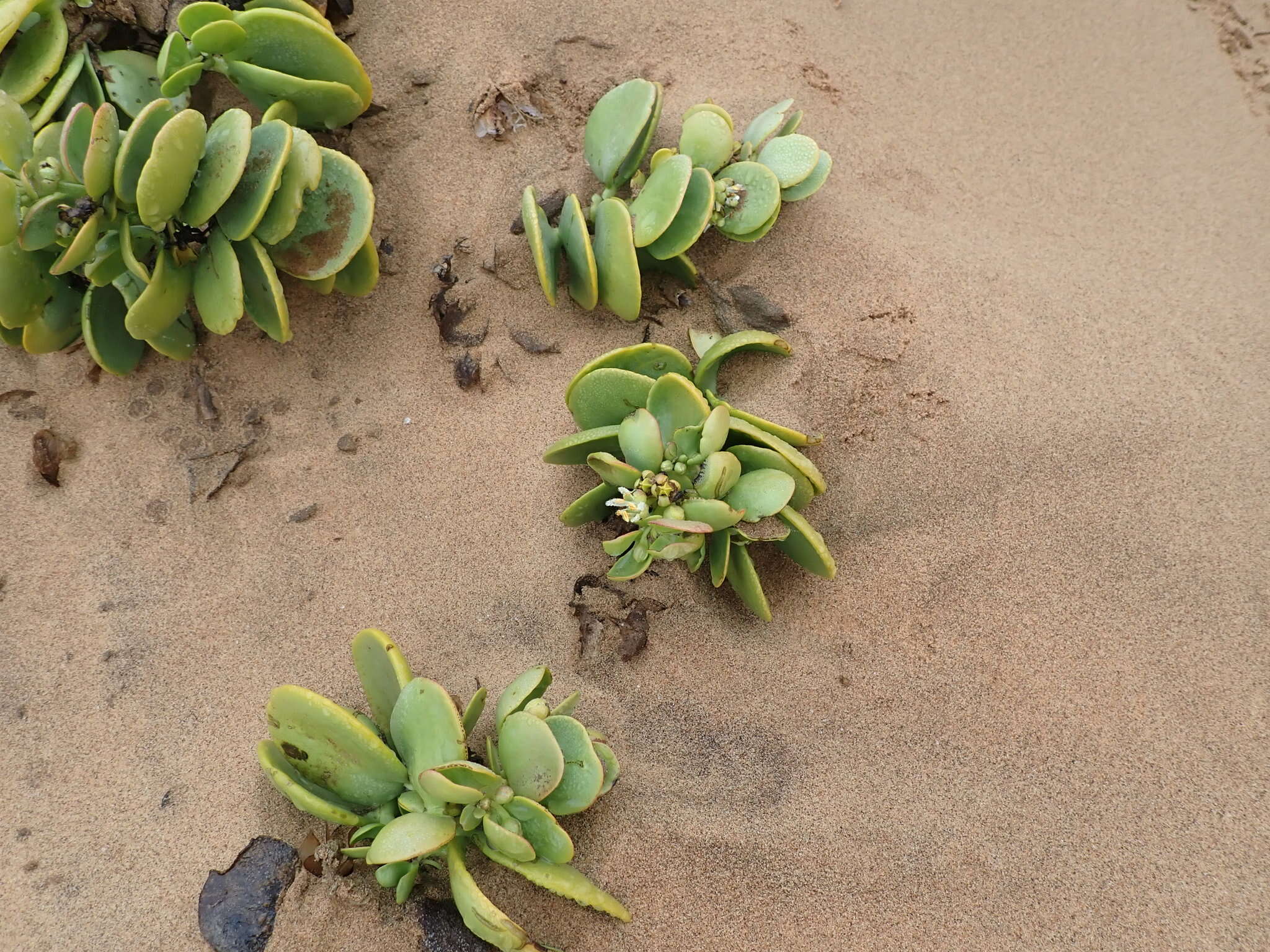 Sivun Tetraena stapfii (Schinz) Beier & Thulin kuva