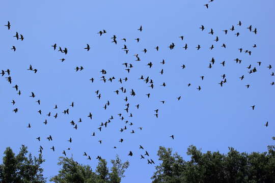 صورة Cyanoliseus patagonus bloxami Olson 1995