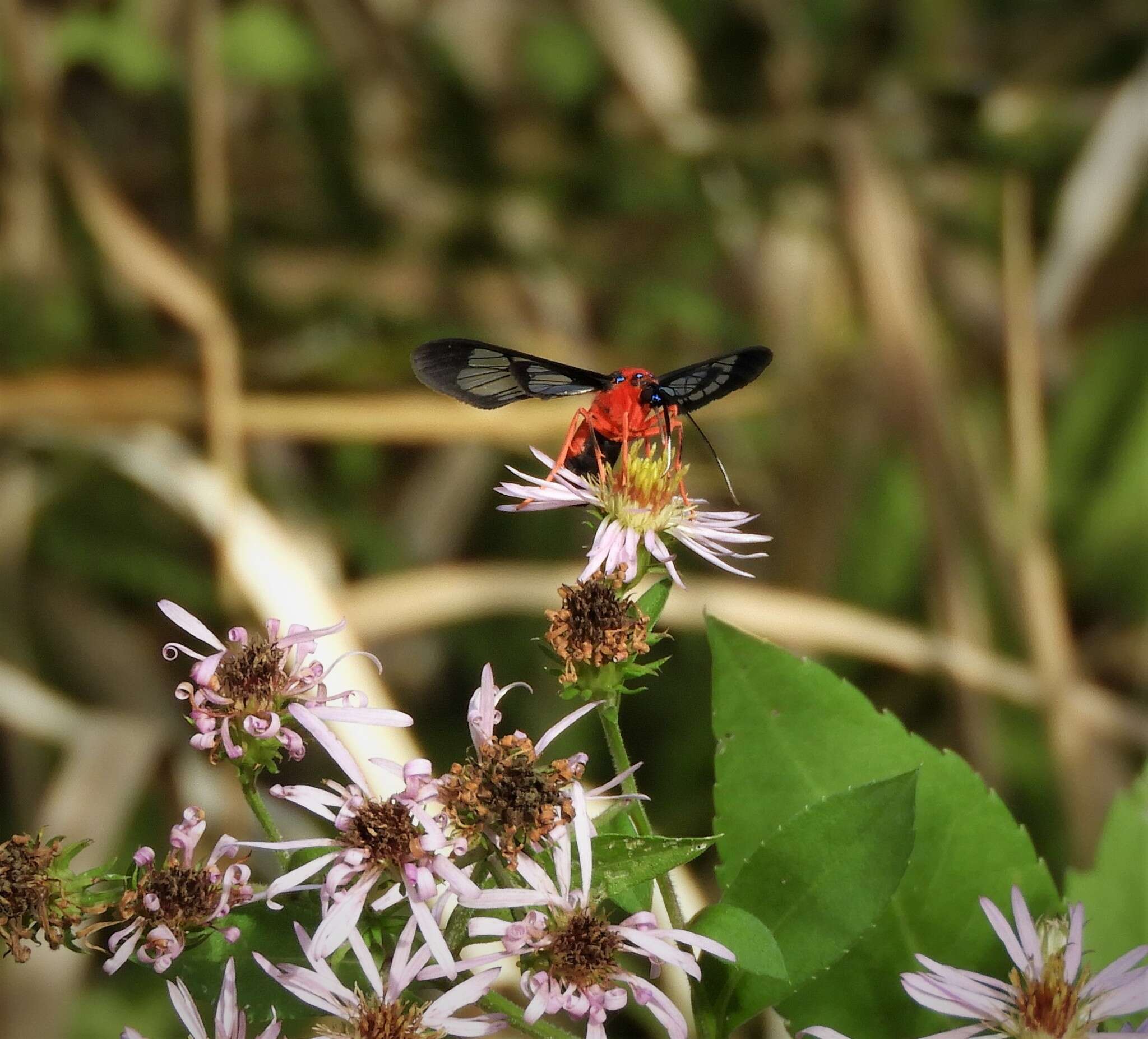 Слика од Cosmosoma myrodora Dyar 1907