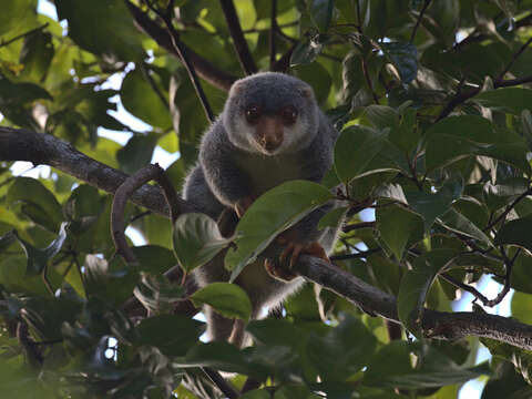 Image of Common Spotted Cuscus