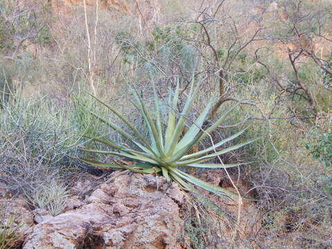 Image de Agave chrysoglossa I. M. Johnst.