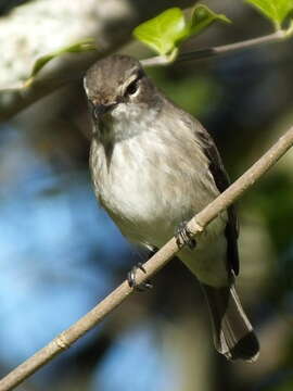 Image de Muscicapa adusta adusta (Boie & F 1828)