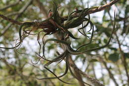 Image de Tillandsia caput-medusae É. Morren