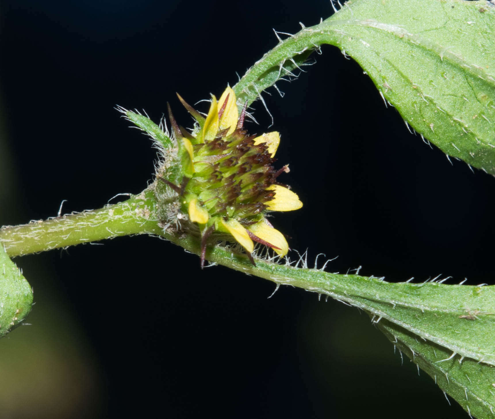 Imagem de Sanvitalia angustifolia Engelm. ex A. Gray