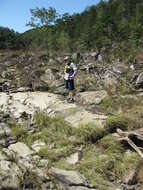 Image of Cumberland Sand-Reed