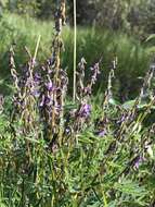 Image of elegant milkvetch