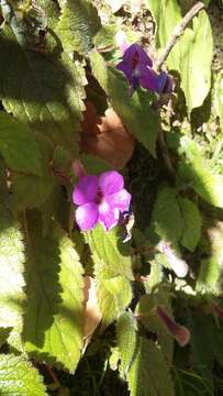 Image of Achimenes grandiflora (Schiede) DC.