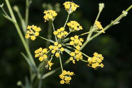 Bupleurum plantagineum Desf. resmi