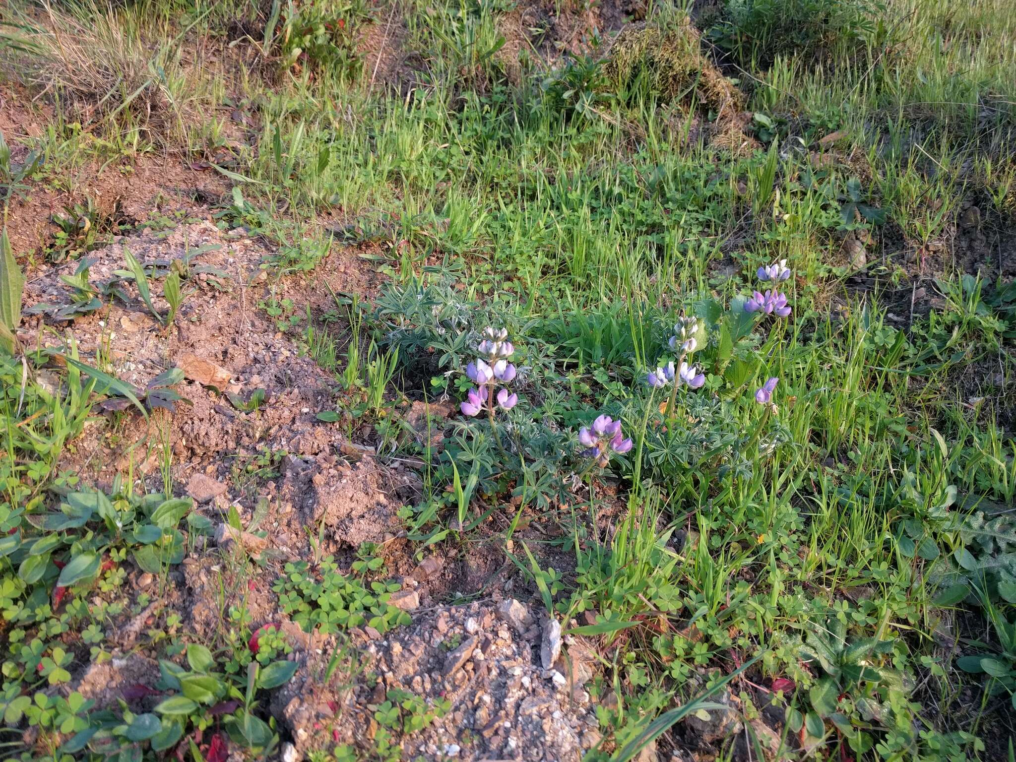 Image of Lindley's Varied Lupine