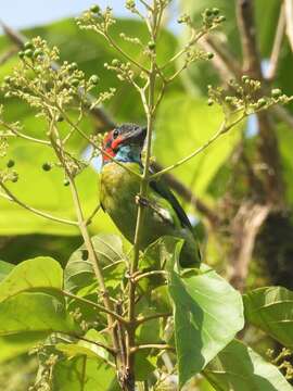 Image of Black-eared Barbet