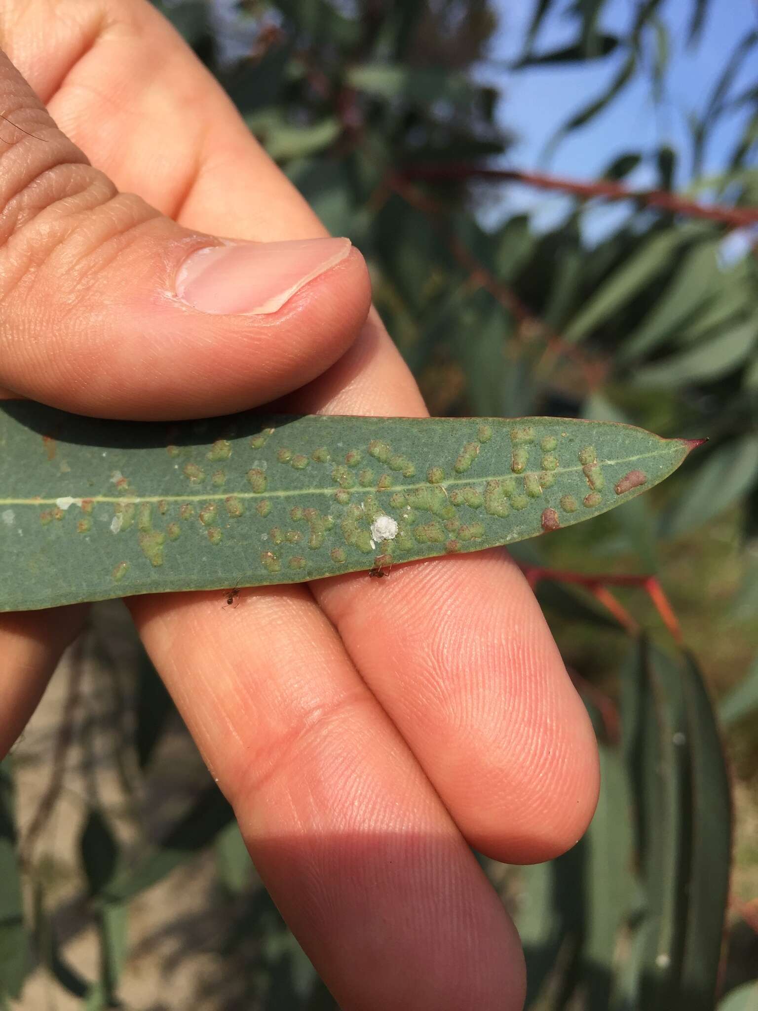 Image of Eucalyptus gall wasp