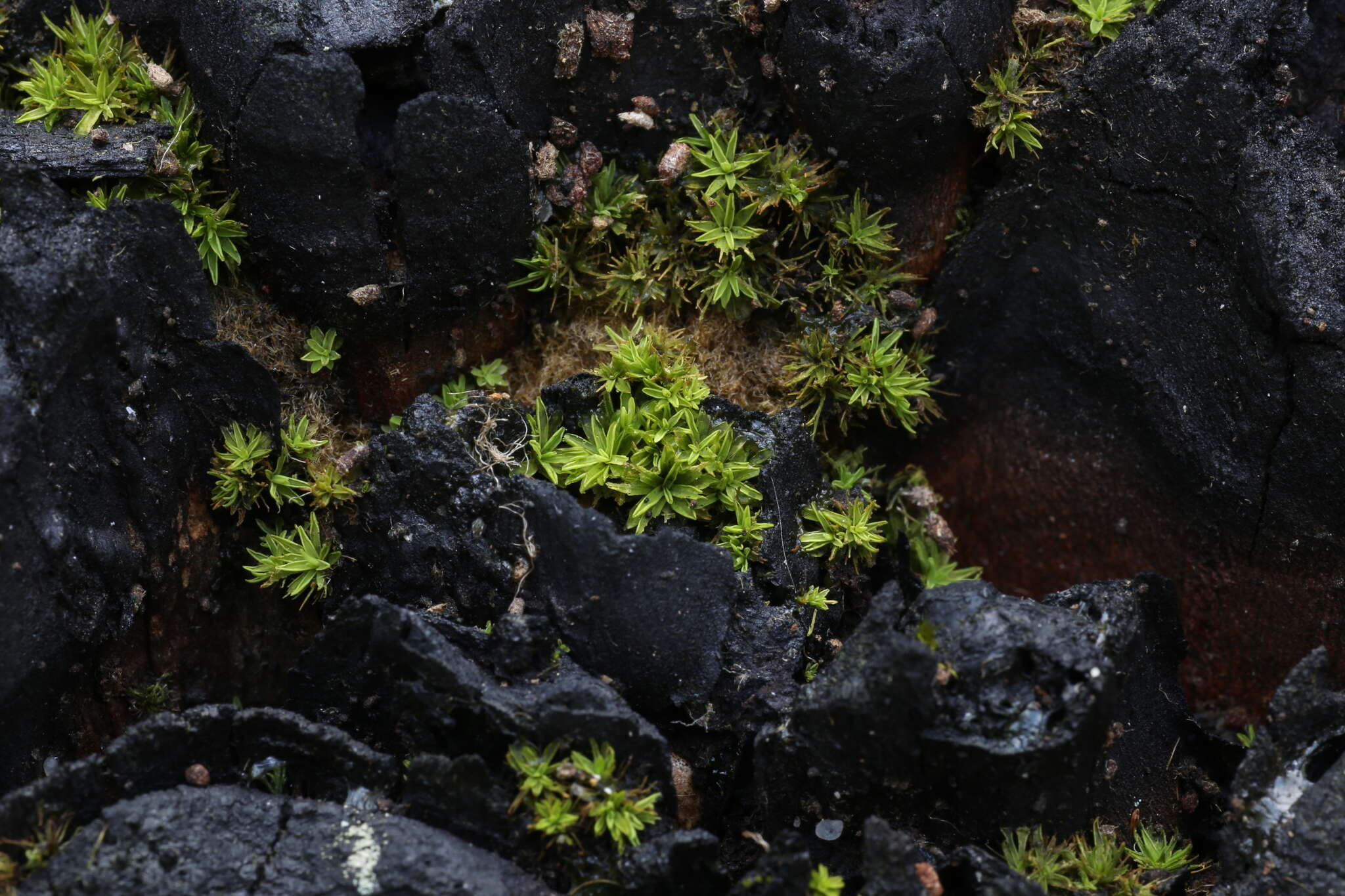 Calymperastrum latifolium Stone 1986的圖片