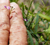 Image of Rose's ticktrefoil