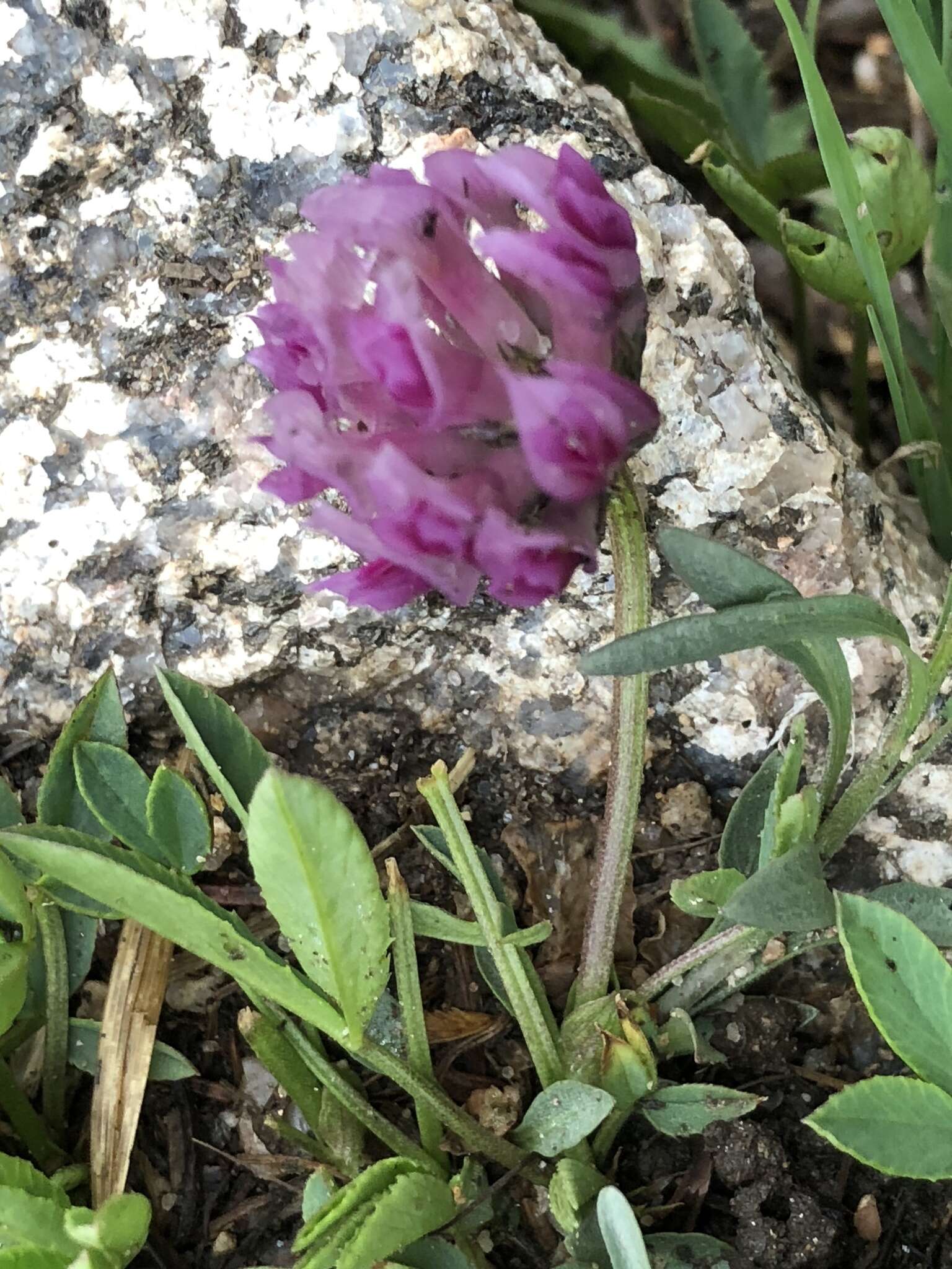 Image of Parry's Clover