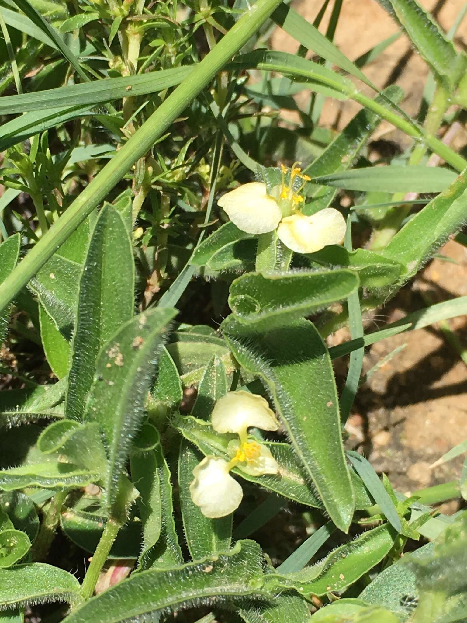 Image of Wandering jew