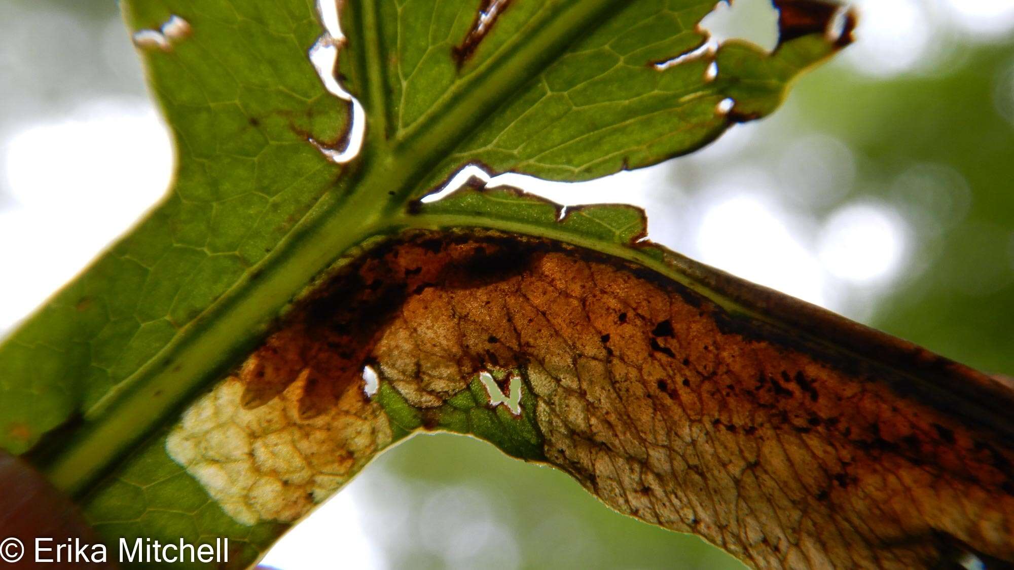 Chirosia gleniensis (Huckett 1924)的圖片