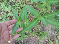 Image of whitemouth dayflower