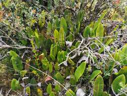 Imagem de Elaphoglossum lingua (Raddi) Brack.