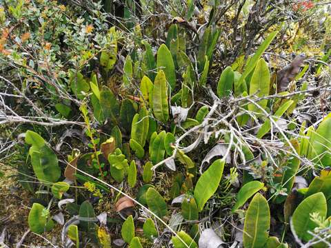 Image of Elaphoglossum lingua (Raddi) Brack.