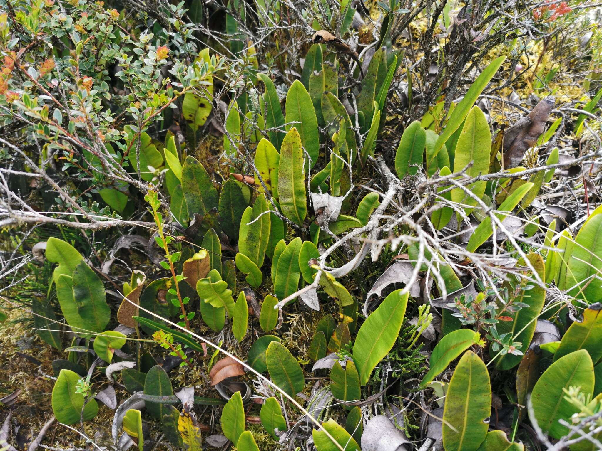 Image of Elaphoglossum lingua (Raddi) Brack.