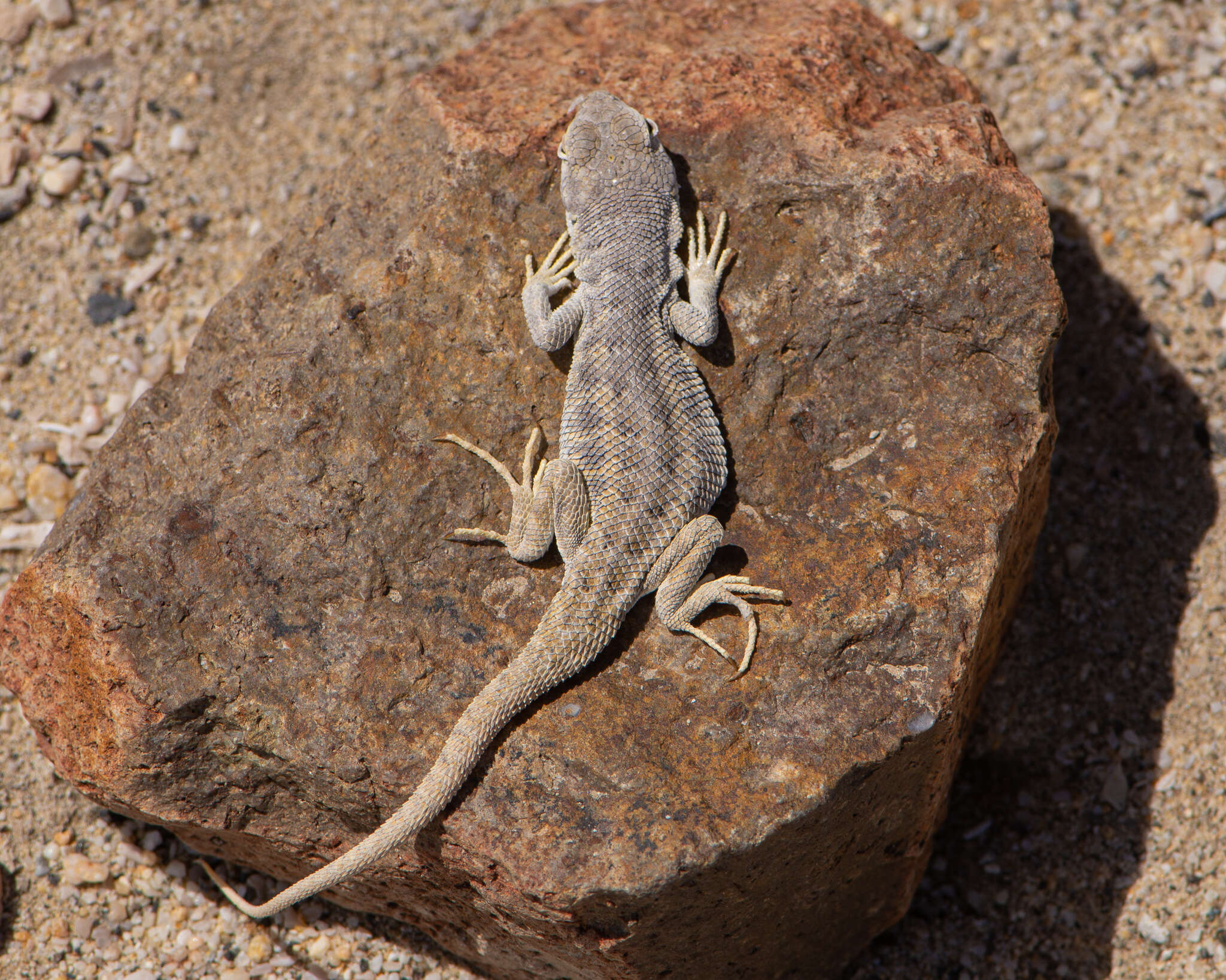 Image de Liolaemus velosoi Ortiz 1987