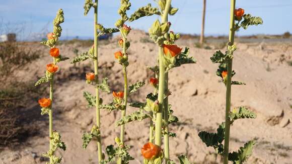 Image of Carrizo Creek globemallow