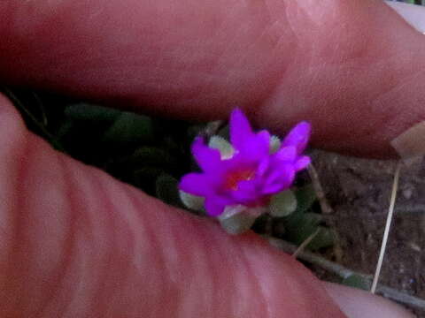 Image of Delosperma lootsbergense Lavis