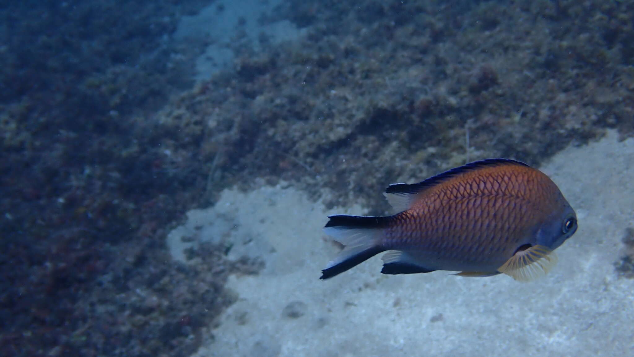 Image of Azores Chromis