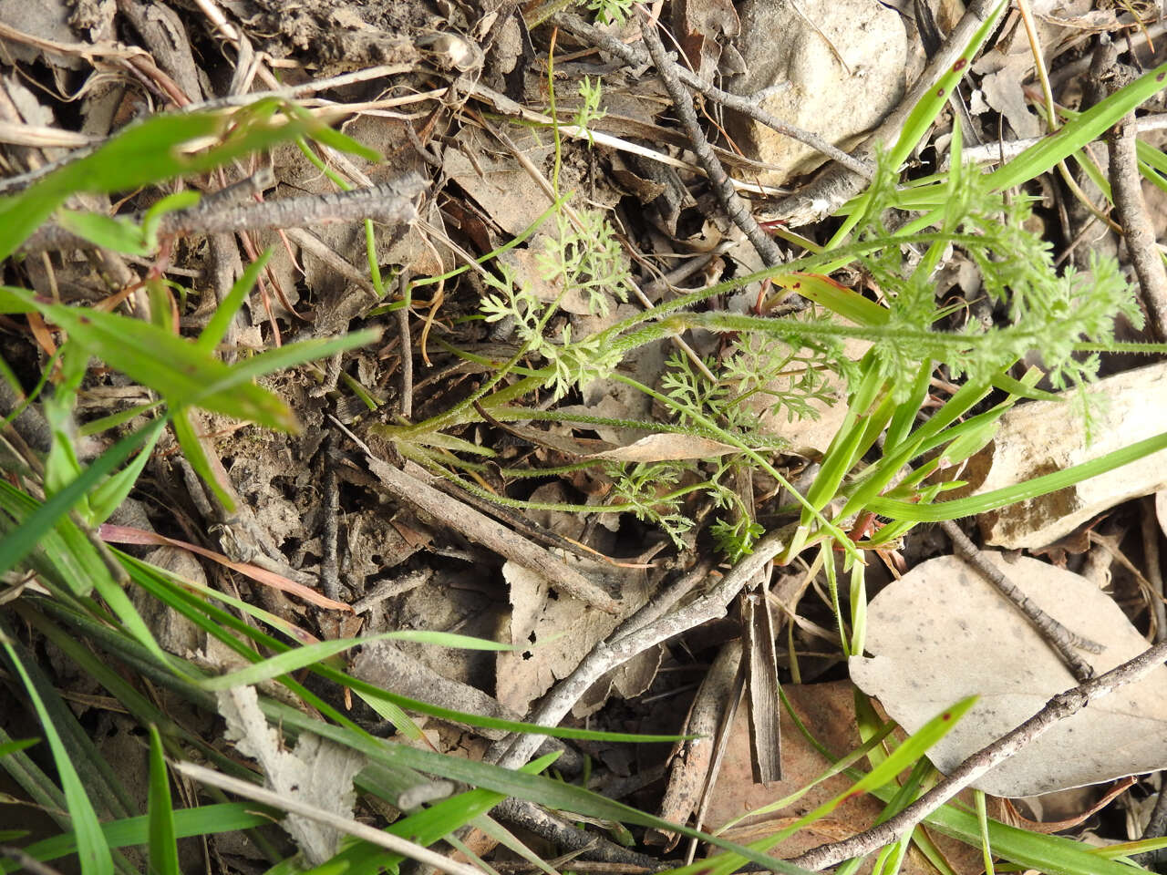 Imagem de Daucus glochidiatus (Labill.) Fischer, C. Meyer & Ave Lall.