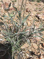 Image de Xylorhiza tortifolia (Torr. & A. Gray) Greene