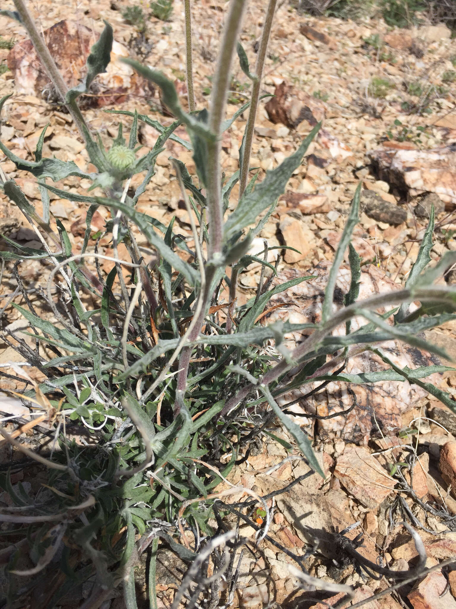 Image de Xylorhiza tortifolia (Torr. & A. Gray) Greene