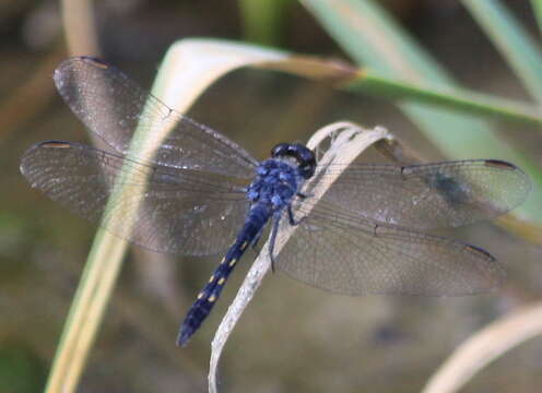 Image of Seaside Dragonlet