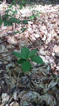 Euonymus latifolius (L.) Mill. resmi