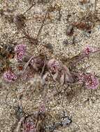 Image of Monterey spineflower