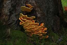 Image of Laetiporus montanus Černý ex Tomšovský & Jankovský 2009