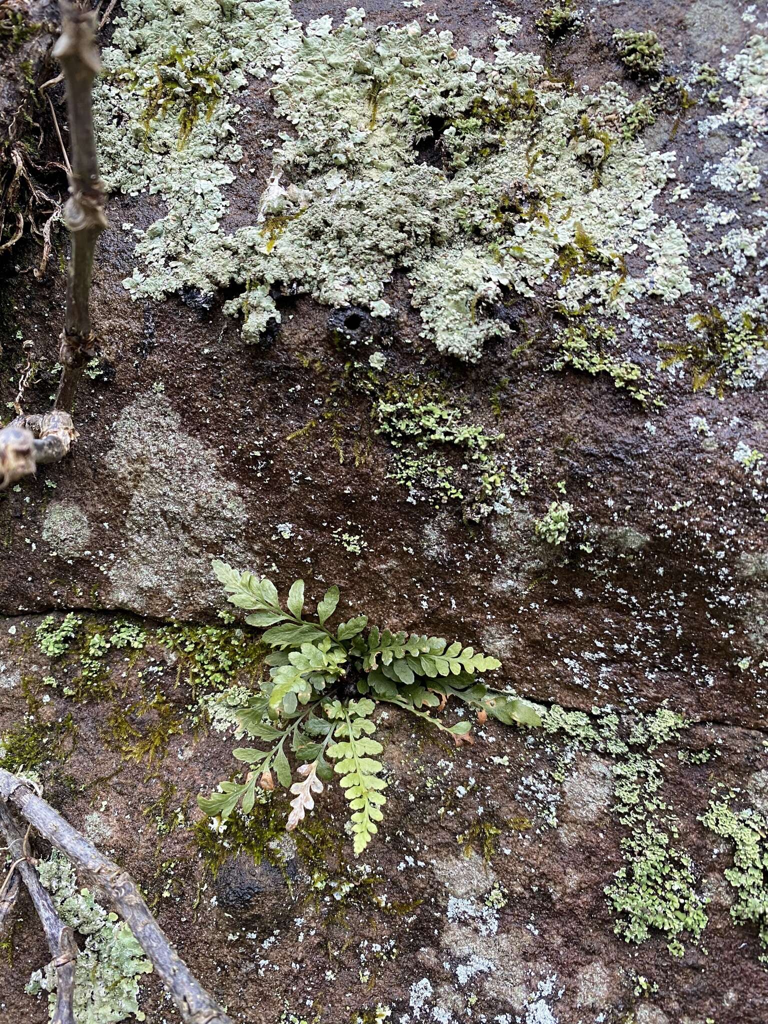 Image of spleenwort