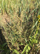 Image of bushy knotweed