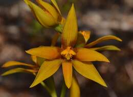 Image de Thelymitra dedmaniarum R. S. Rogers