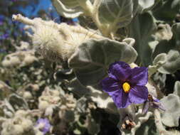 Image of Solanum lasiophyllum Dun.