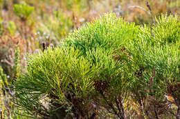 Image of Berzelia alopecuroides (Thunb.) Sond.