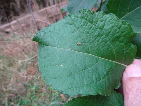 Image of goat willow