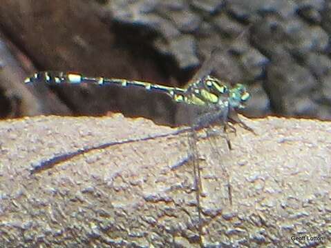 Image of Austroepigomphus Fraser 1953